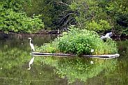 floating islands